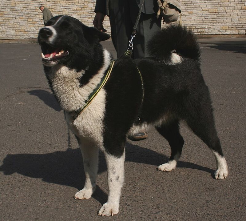 Karelian Bear Dog