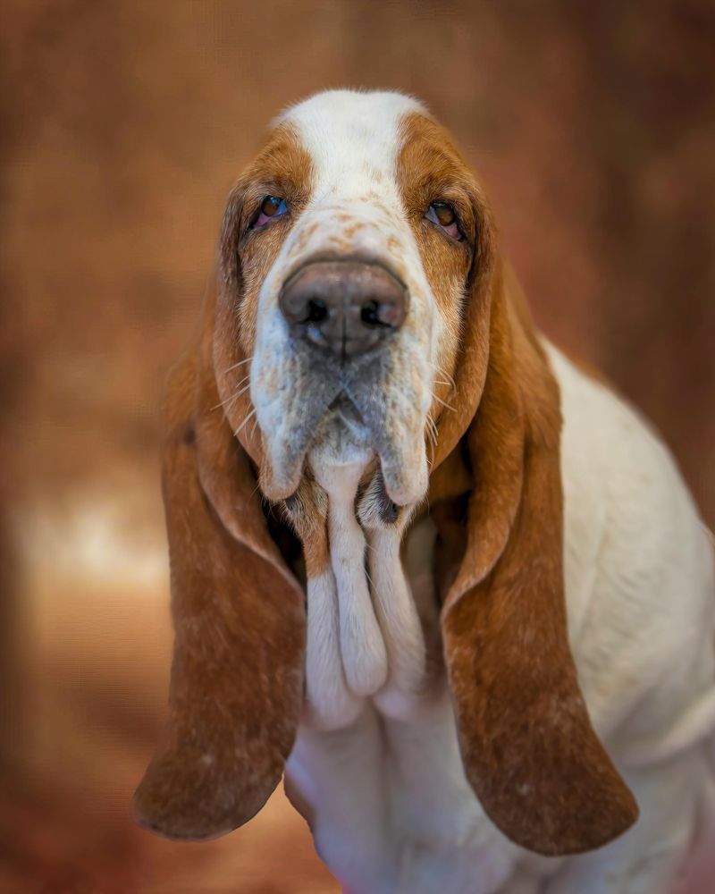 Basset Hound