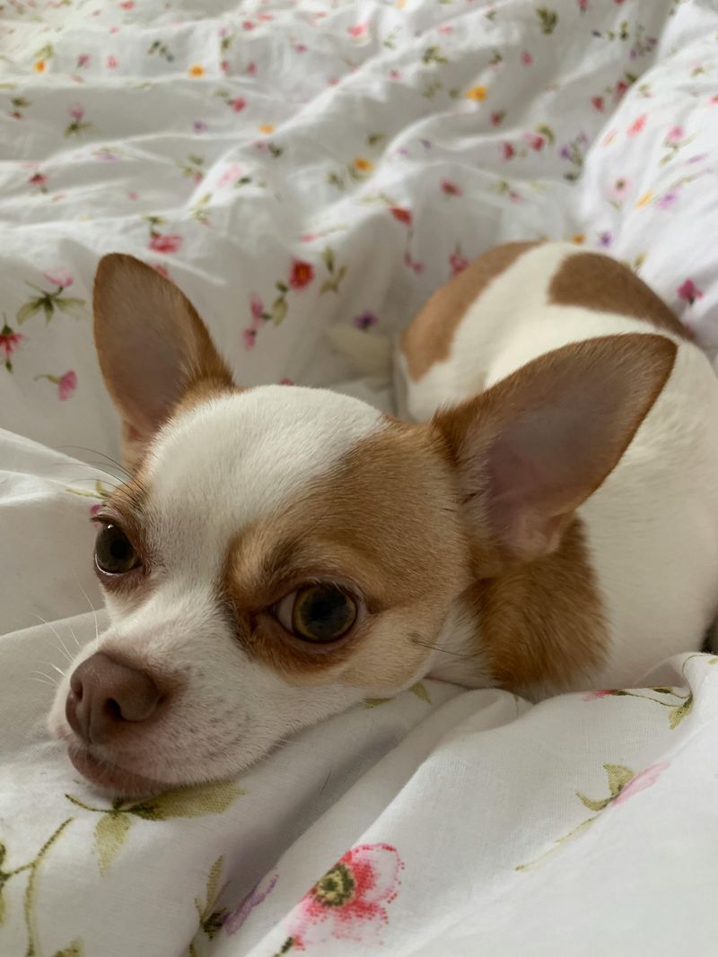 Chihuahua