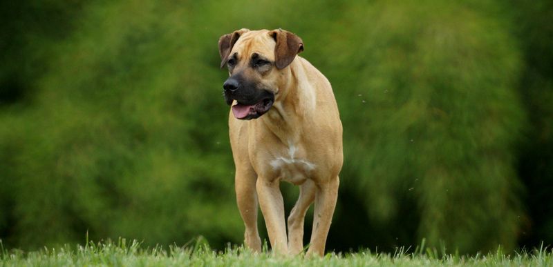 26 Protective Dog Breeds and How to Manage Their High Energy and Instincts 11 Boerboel