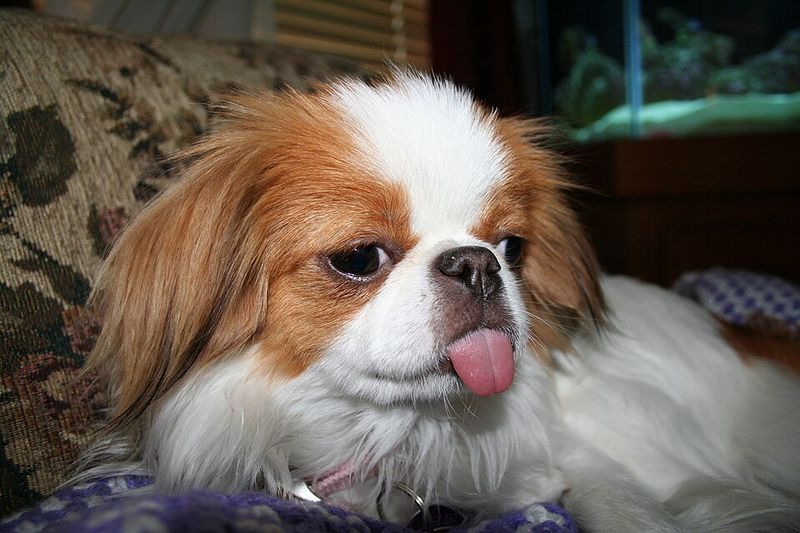20 dog breeds that owners say feel more like personalities than pets 18 Japanese Chin