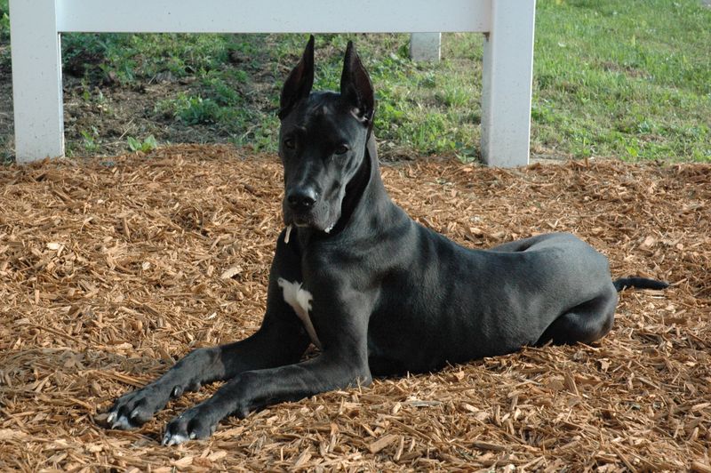 27 High-Maintenance Dog Breeds That Can Test Even Experienced Owners 26 Great Dane