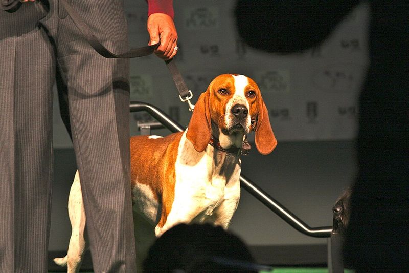 13 Dog Breeds That Struggle Quietly in Shelters for Reasons No One Talks About 13 American English Coonhound
