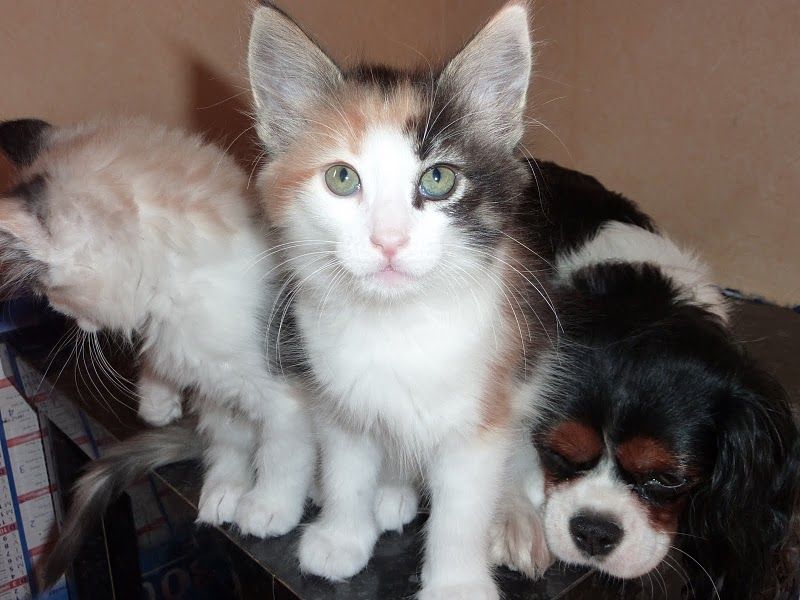 Cavalier King Charles Spaniel