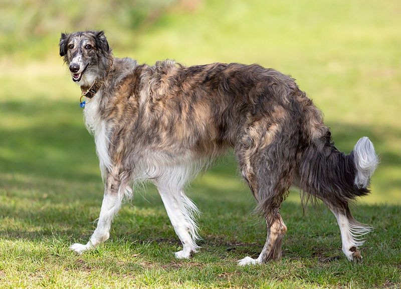 Some dogs want to participate in absolutely everything - These breeds are often better at giving you breathing room 13 Borzoi