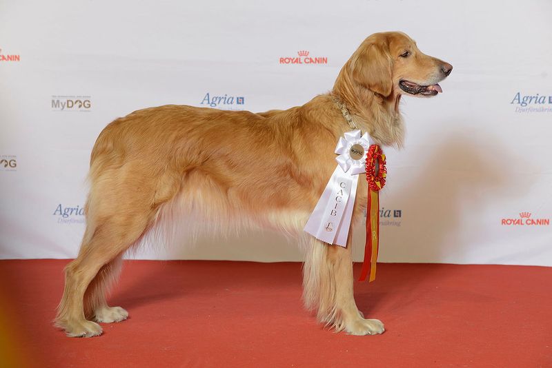 Search Data Is Pointing to These 10 Rare Dog Breeds Curious Owners Are Discovering 6 Hovawart