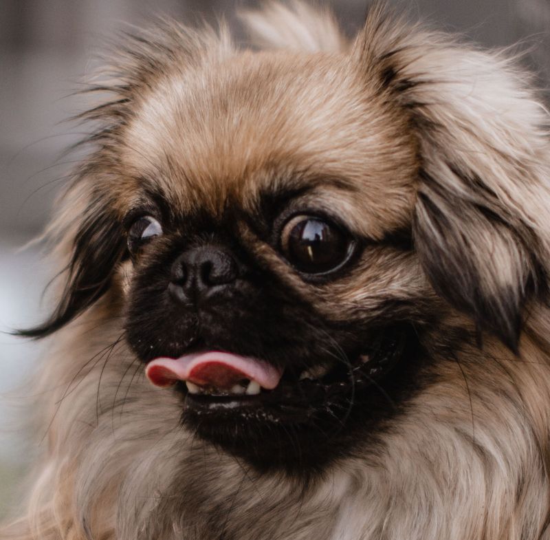 Want a dog but barely have free time? These 12 breeds deserve a look - plus 2 that may be a poor match 4 Pekingese: The Proud Little Lion