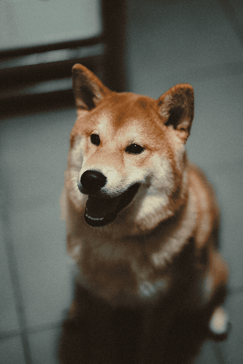 These breeds can enjoy companionship without needing a packed dog park to feel fulfilled 9 Shiba Inu