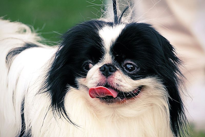 Not every great dog needs complicated grooming, endless exercise and constant entertainment 13 Japanese Chin