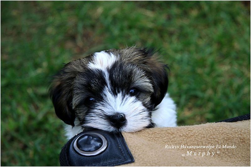 Havanese