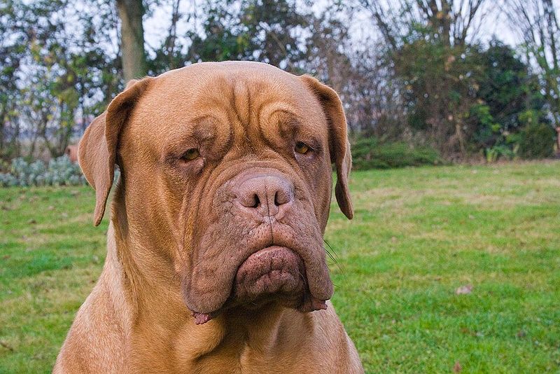Dogue de Bordeaux