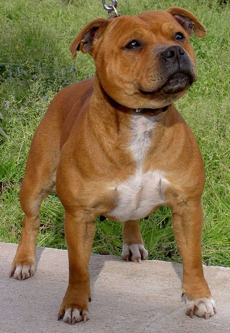 Staffordshire Bull Terrier: The Nanny Dog