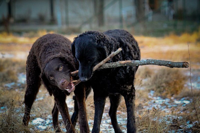 Curly-Coated Retriever