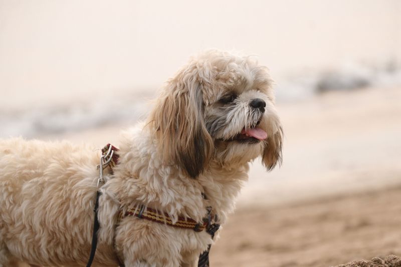 These dogs don't need dramatic personalities to become unforgettable companions 7 Shih Tzu