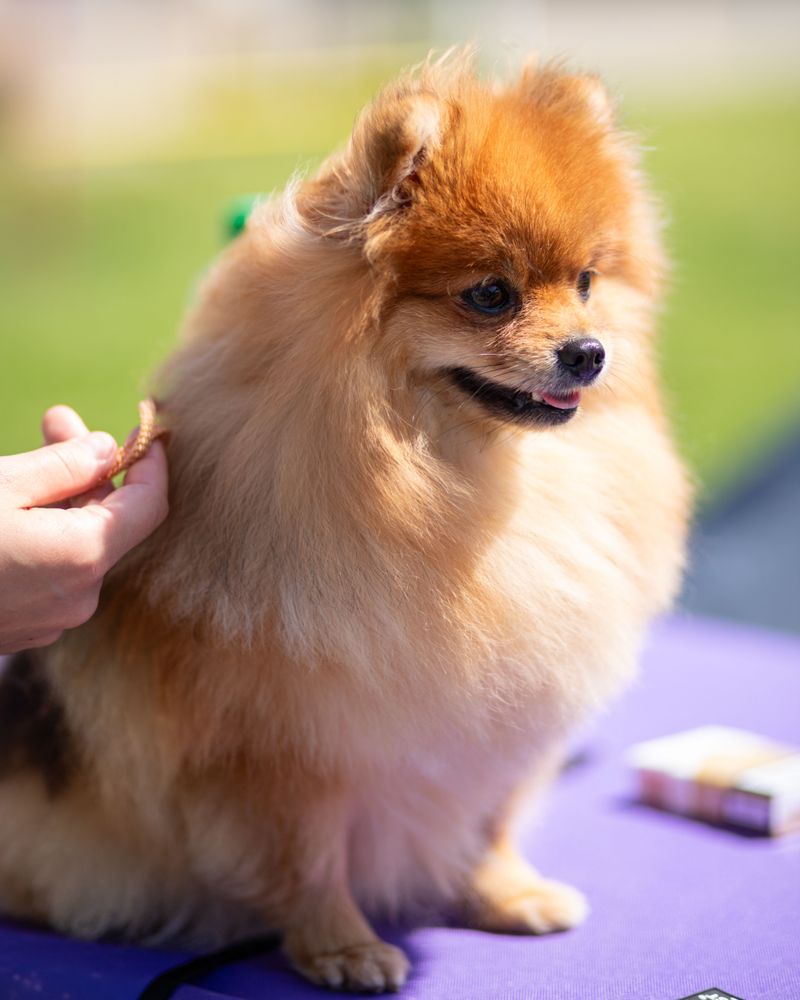 11 dogs that can make one family member feel like royalty - plus 2 that prefer loving the whole household 8 Pomeranian
