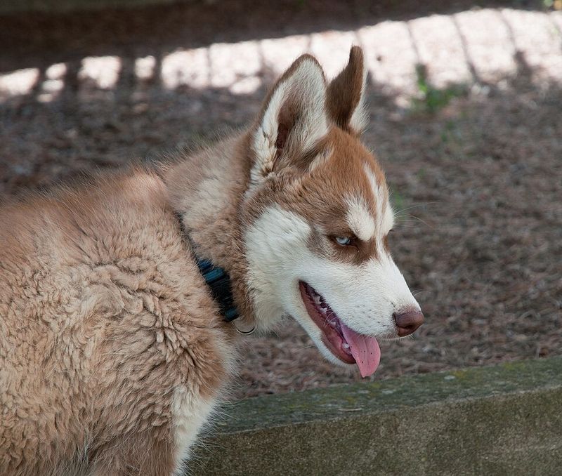 Siberian Husky