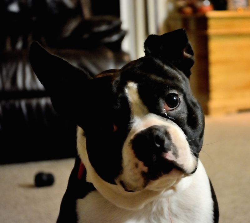 Boston Terrier