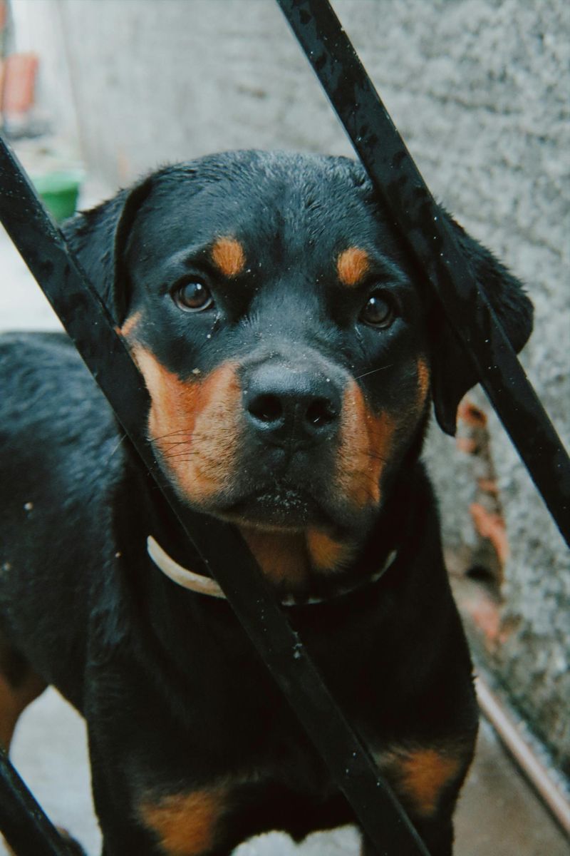 12 powerful big dog breeds that prove brains matter as much as strength 3 Rottweiler