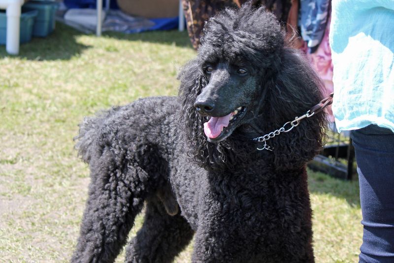 Standard Poodle