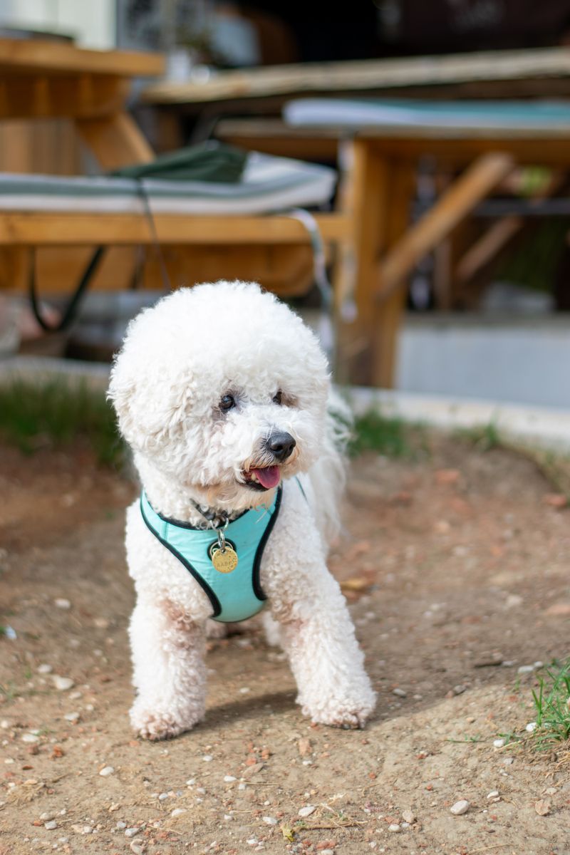 12 gentle dog breeds families adore - plus 4 surprisingly soft-hearted companions 10 Bichon Frise