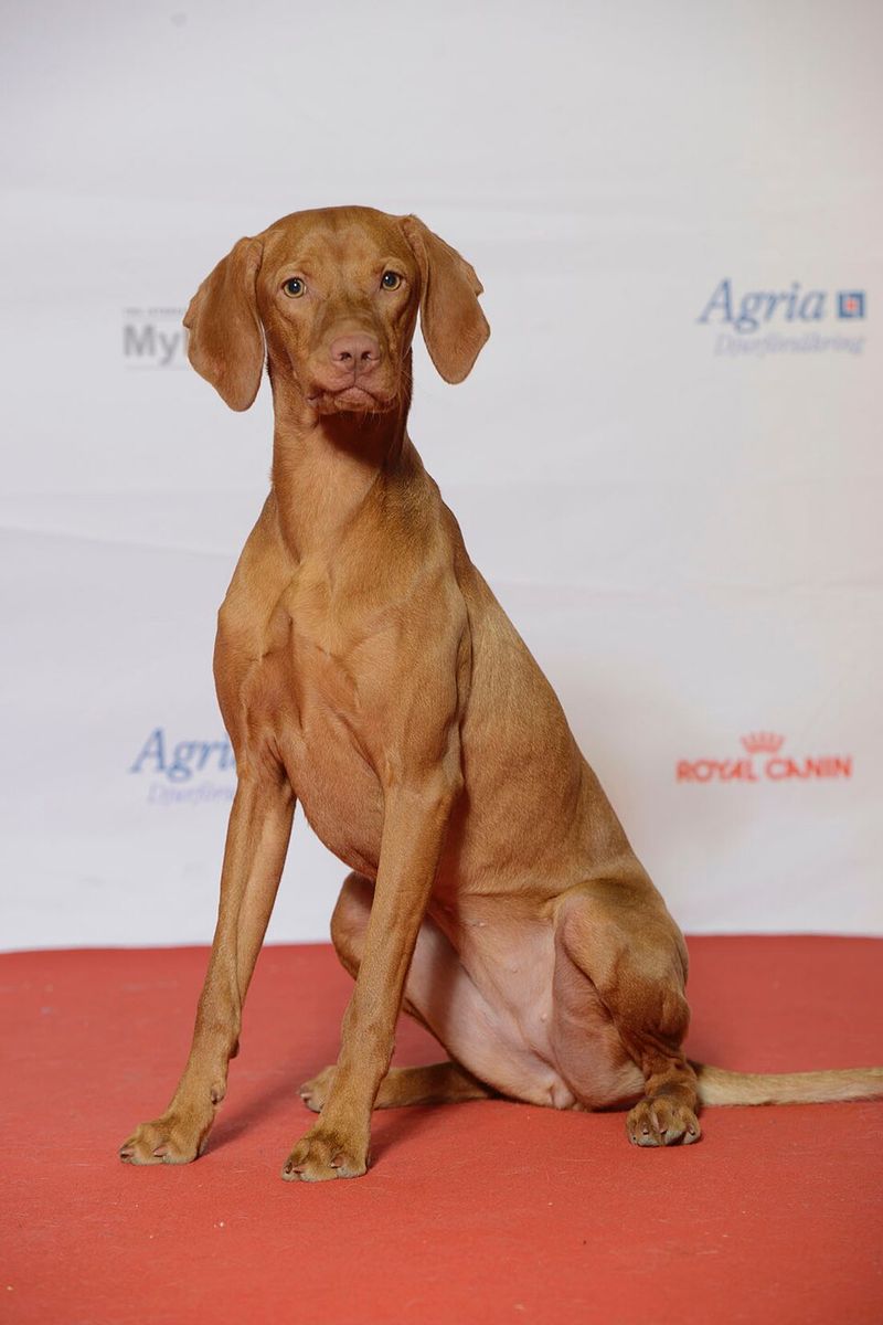 Vizsla