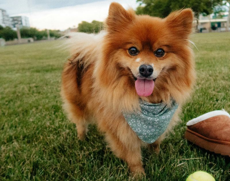 The “Dog-Friendly Patios Are Out Of Control” Argument Is Trending - 15 Breeds Most Mentioned in Restaurant Rants 11 Pomeranian