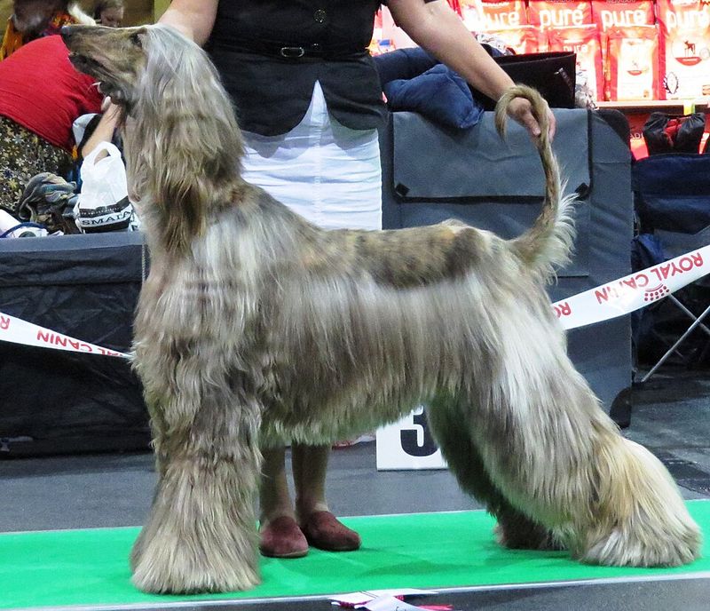 Afghan Hound