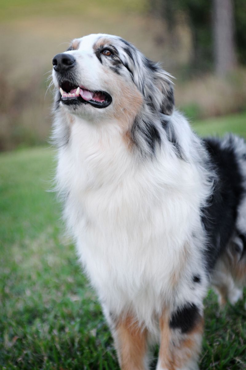 Australian Shepherd: Busy Brain, Friendly Heart
