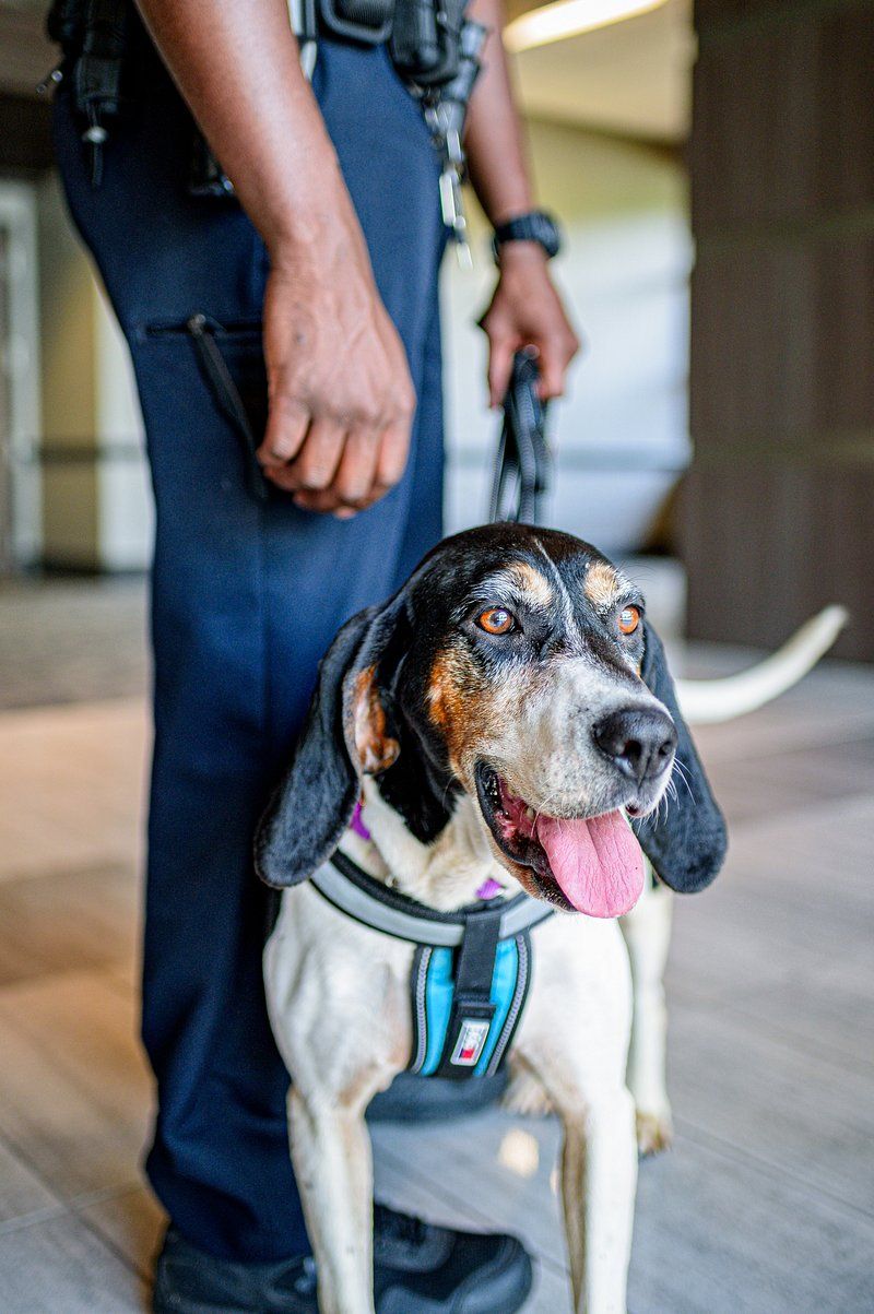 Treeing Walker Coonhound