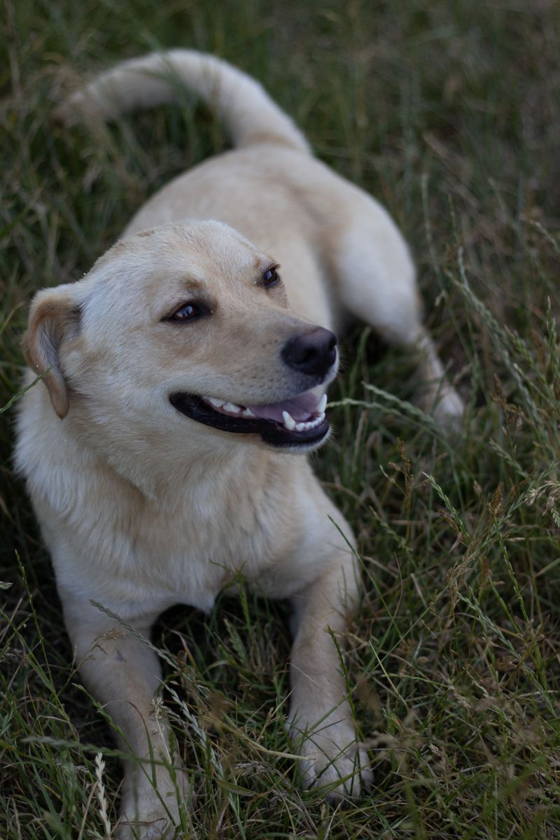 Long after puppyhood ends, these 13 dog breeds continue deepening the bond 3 Labrador Retriever
