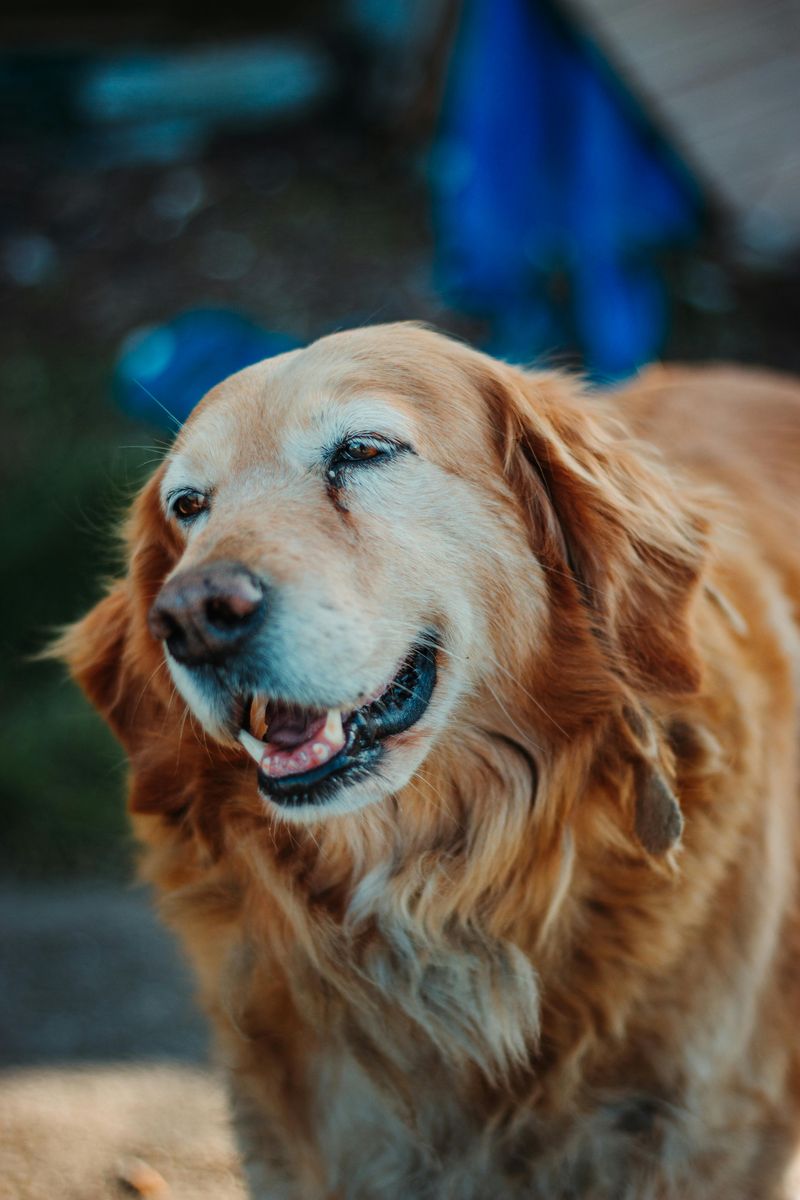 15 dog breeds that react strongly to changes in household energy 6 Golden Retriever
