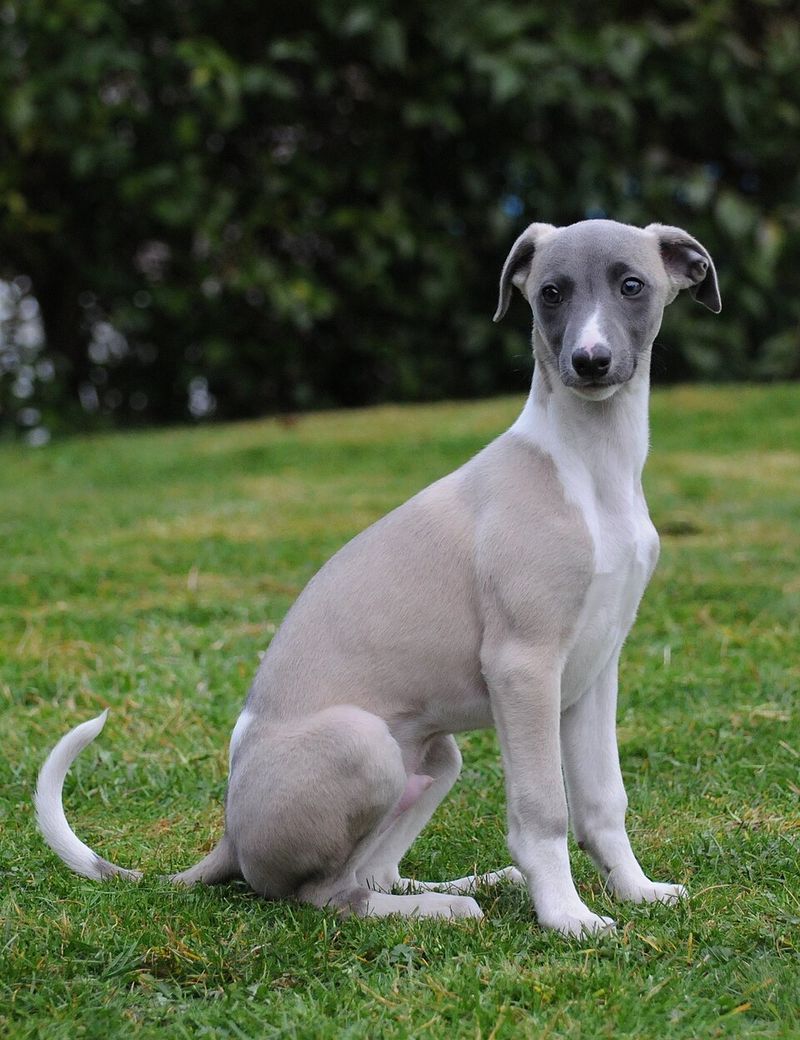 Not every great dog needs complicated grooming, endless exercise and constant entertainment 2 Whippet