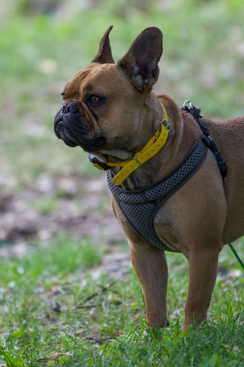These dog breeds can develop skin problems that owners sometimes mistake for simple flea irritation - Until the real cause appears 2 French Bulldog
