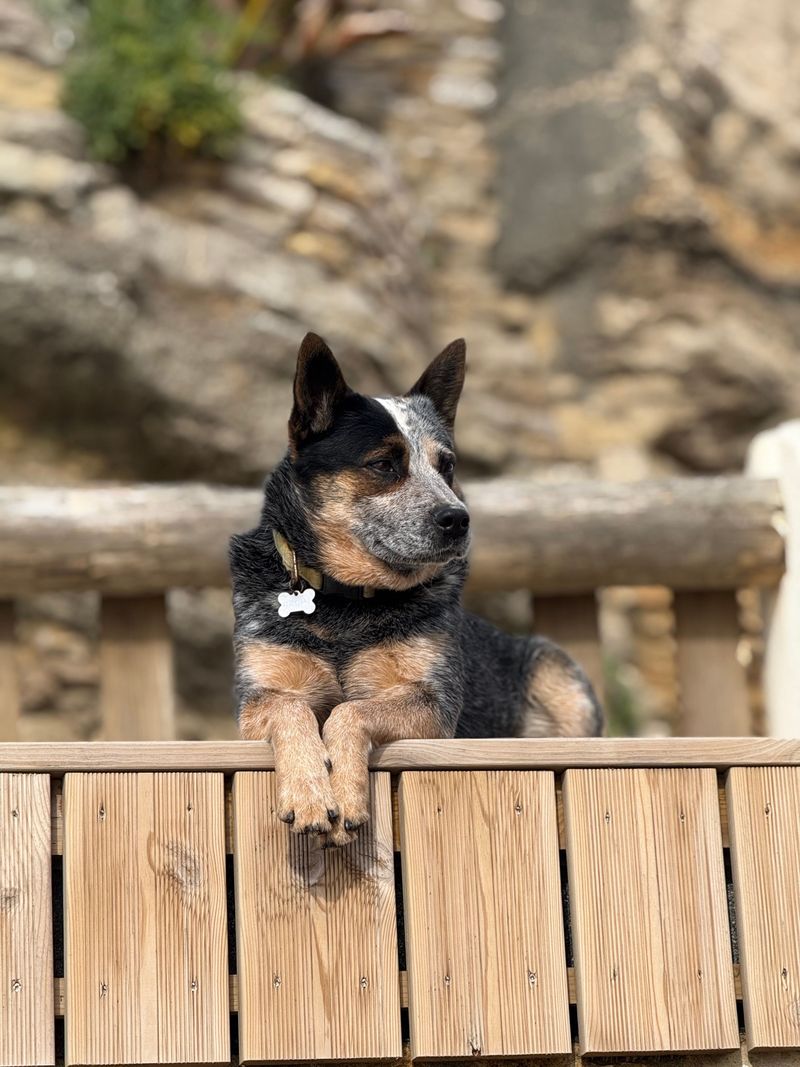 Think younger owners only want trendy little dogs? These breeds challenge that stereotype 12 Australian Cattle Dog