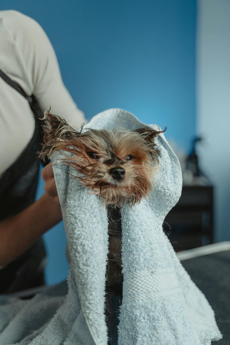 10 Everyday Grooming Mistakes That Slowly Ruin Your Dog’s Coat 7 Improper Drying Techniques