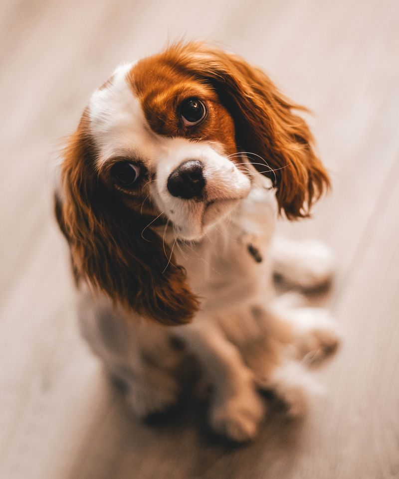12 dog breeds nobody talks about enough despite being incredible companions 10 English Toy Spaniel