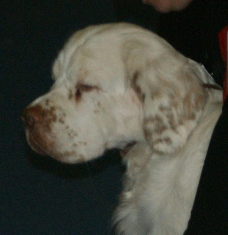 Clumber Spaniel
