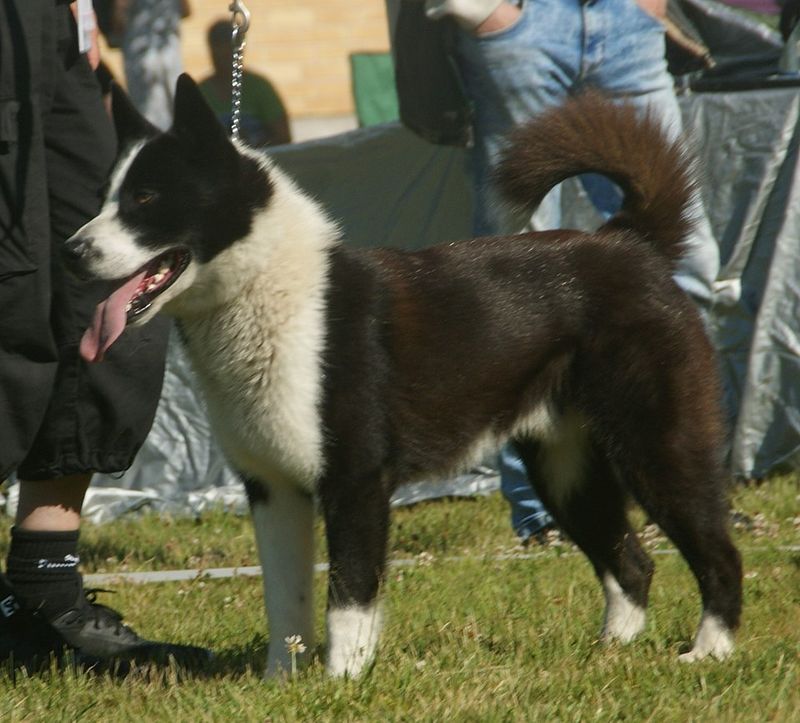 Karelian Bear Dog