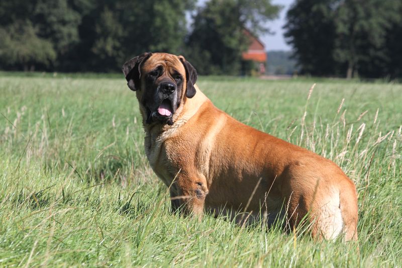 Research Reveals 25 Dog Breeds with the Shortest Average Lifespans — and Why 4 Mastiff