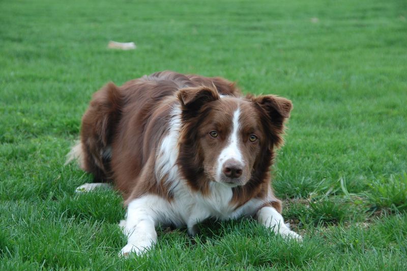 Border Collie