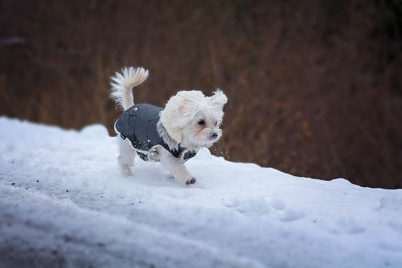 25 Tiny Dog Breeds That Don’t Like Being Left Alone for Long 6 Maltese