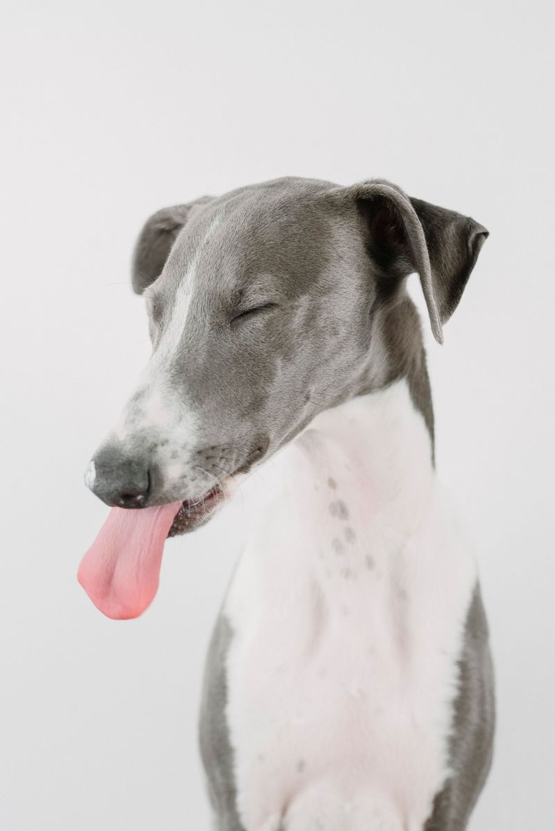 Whippet