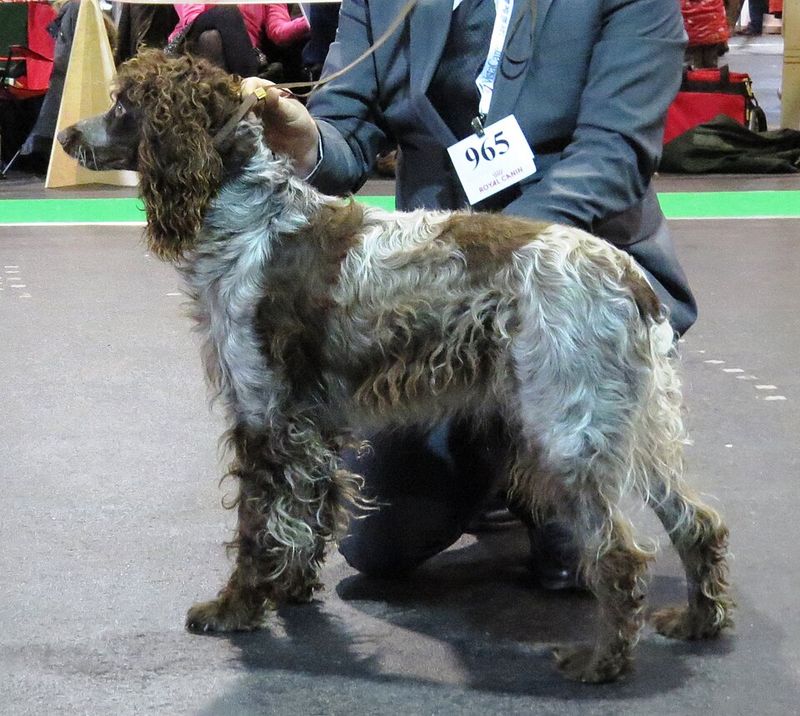 Pont-Audemer Spaniel
