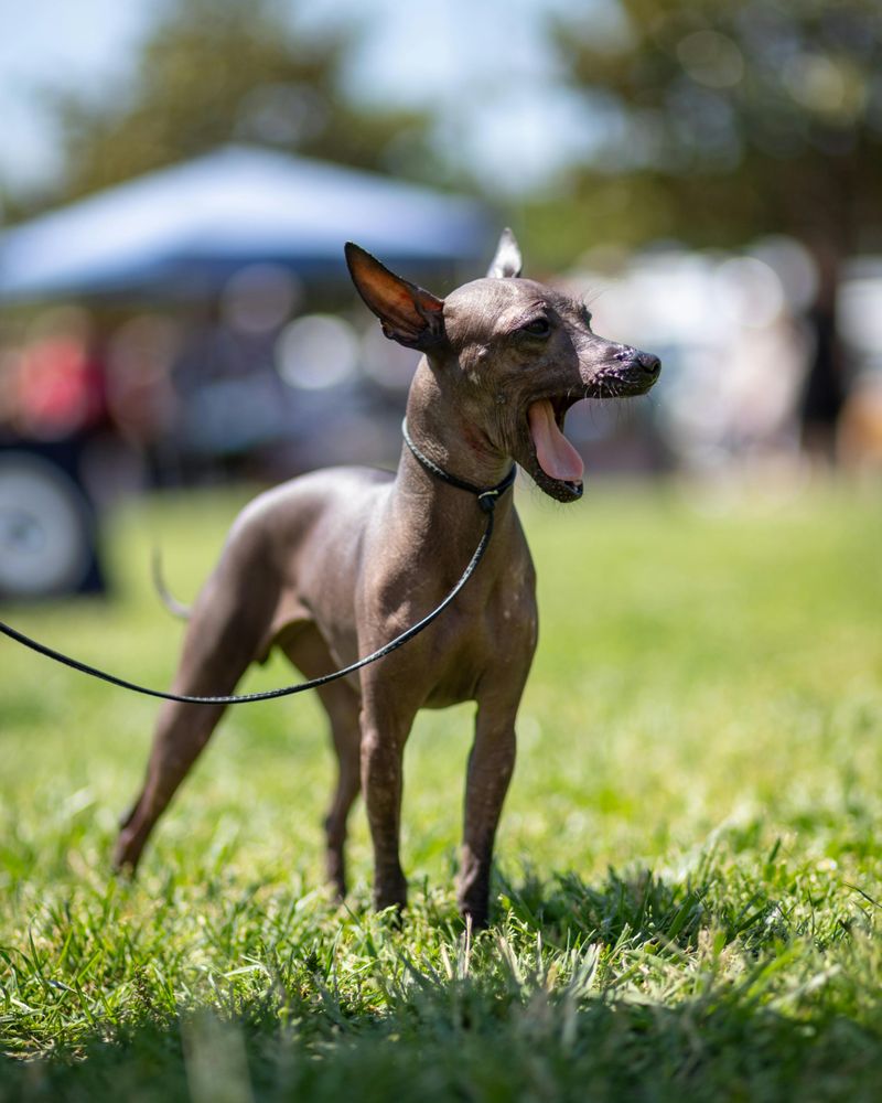 Xoloitzcuintli (Mexican Hairless)