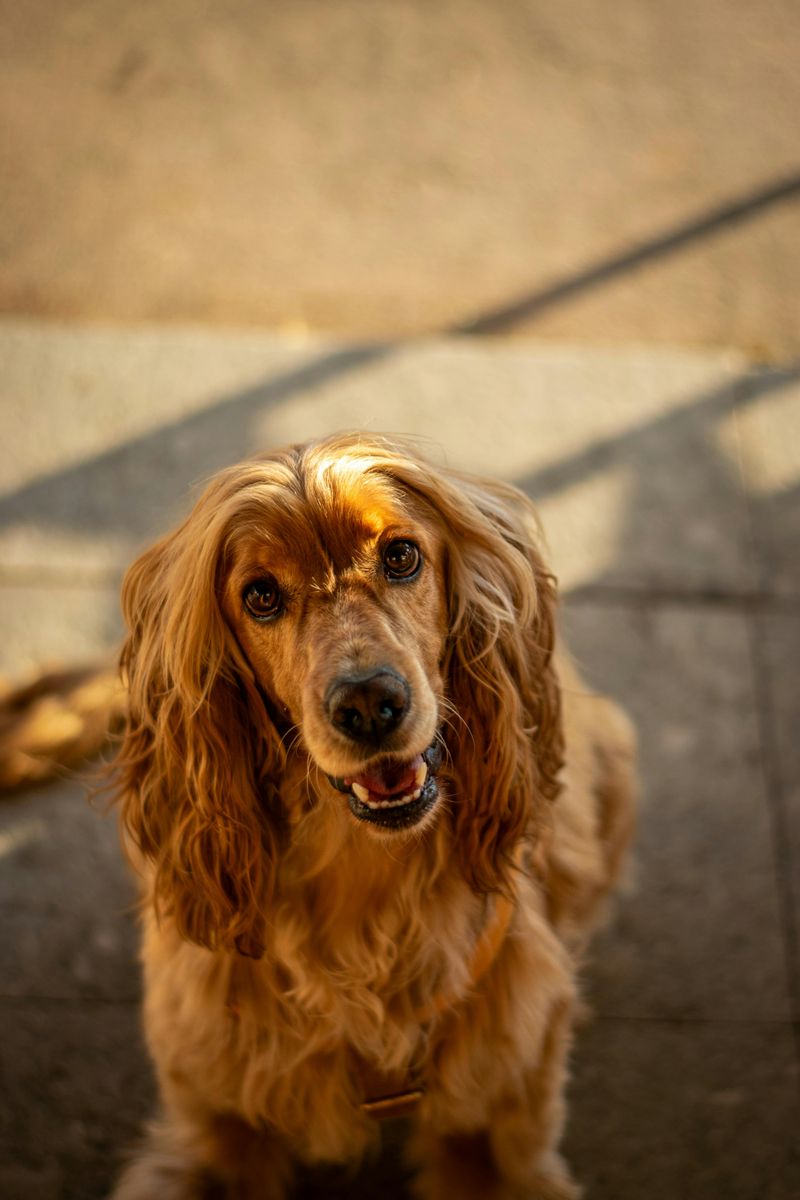 13 Dog Breeds That Often Struggle With Anal Gland Issues (And What Owners Miss) 11 Cocker Spaniel