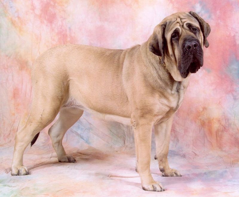 Mastiff