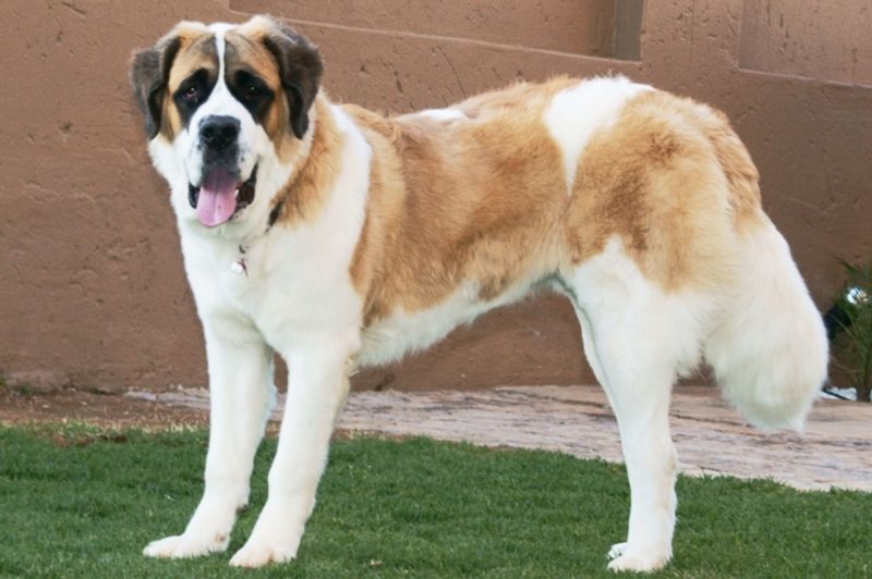 Patience may be one of the most underrated canine traits - These dog breeds show exactly why 5 Saint Bernard