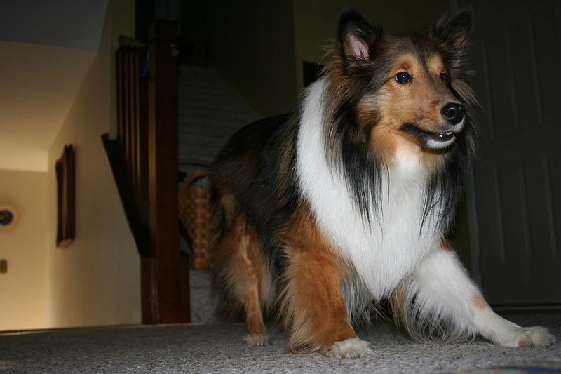 16 Dog Breeds That Respond Better When Commands Are Given Once - Why the One-Ask Rule Works 10 Shetland Sheepdog