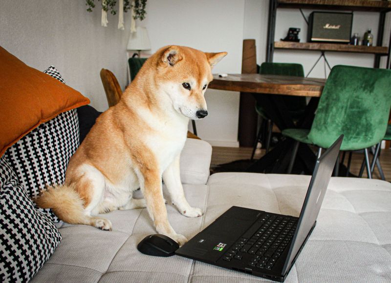 Think a friendly dog should tolerate attention whenever you want? These 10 breeds challenge that idea 3 Akita