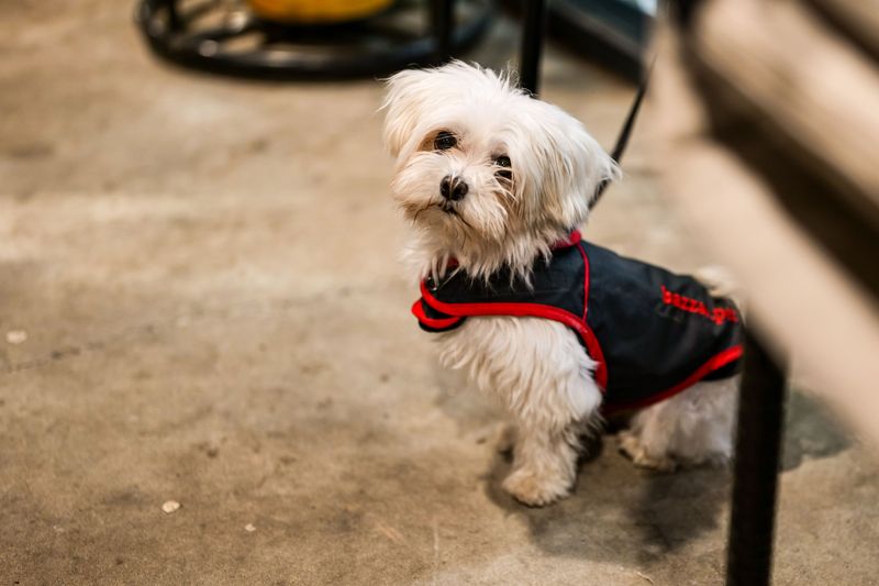 Want companionship without constant commotion? These dogs may match the rhythm you're after 6 Maltese